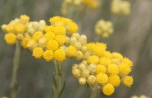 безсмертник користь і шкода