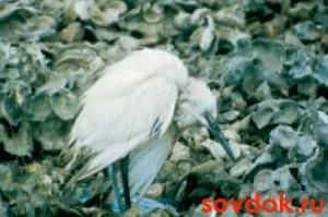 як лікувати хламідії пневмонію