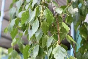 як лікувати невралгію шиї в домашніх умовах