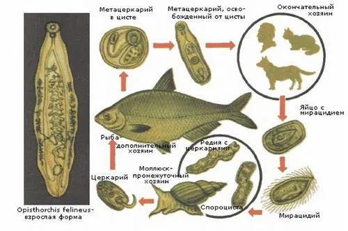 як лікувати опісторхоз більтріцідом