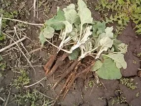 як лікувати рак шкіри народними засобами