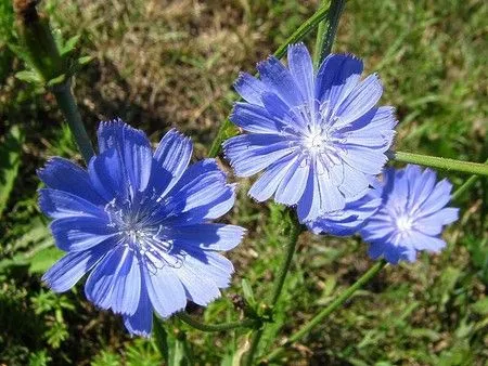 як лікувати печінку цукром