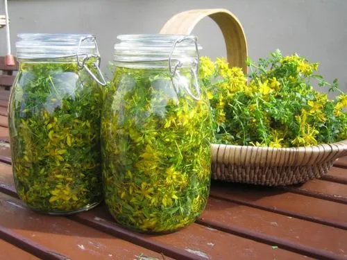 як лікувати рак легенів чистотілом