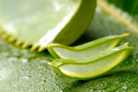 як лікувати фурункул алое