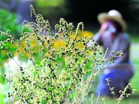 як лікувати літню алергію