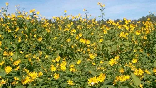 як лікувати суглоби топінамбуром