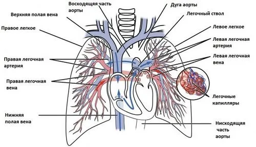 як вилікувати рак легенів 1 стадія