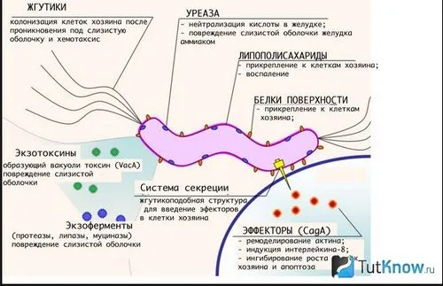 Бактерія хелікобактер бактерія