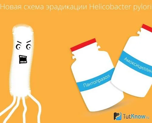 Бактерія хелікобактер бактерія
