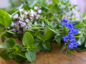 лікування дисбактеріозу народними засобами домашні умови