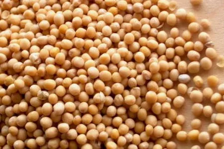 як лікувати геморой гірчицею