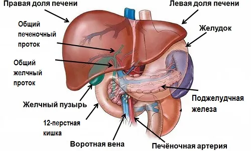 як лікувати хронічний холецистит і панкреатит