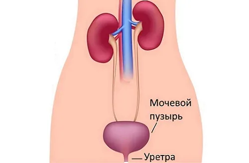 швидко вилікувати уретрит