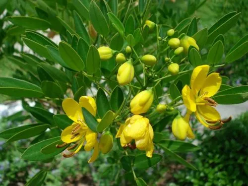 як лікувати атонію кишечника