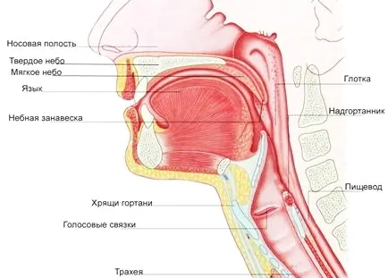 як лікувати фарингіт тонзиліт