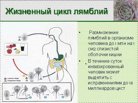 як лікувати лямблії у дорослого