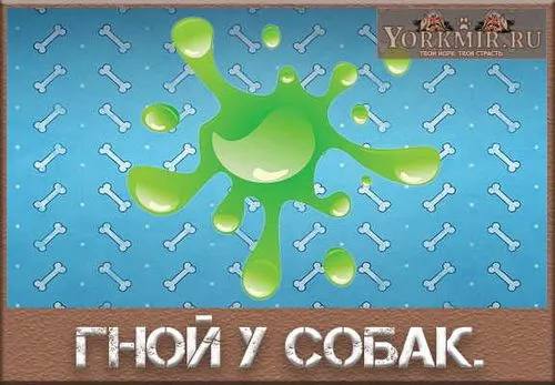 Гній у собак як лікувати гнійне виділення