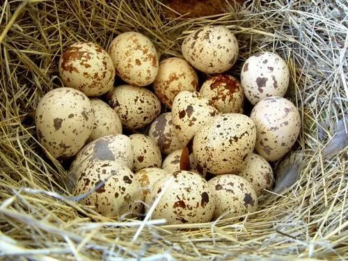 лікувати гастрит перепелиними яйцями
