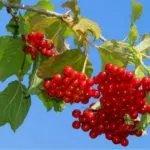 як лікувати тиск калиною