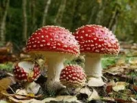 лікування мухомором приготування настоянки на горілці спирті для зовнішнього внутрішнього застосування рецепт лікувальні властивості як приготувати