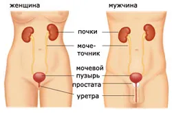 як зміцнити слабкий сечовий міхур жінці чоловікові