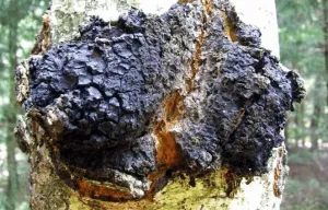 Як приймати чагу і від чого як лікувати шлунок чагой