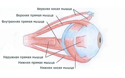 як вилікувати короткозорість методом Бейтса