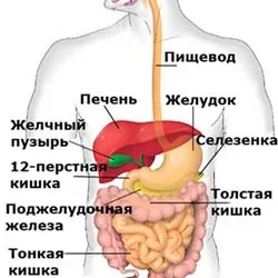 як вилікувати шлунок народним методом