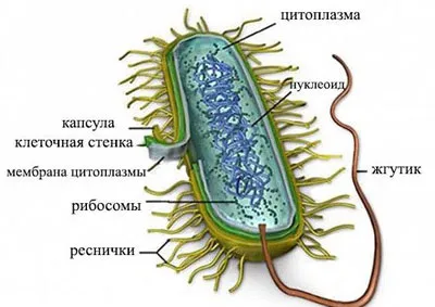 Мікоплазма пневмонії: причини, діагностика, лікування як лікувати мікоплазму пневмонію