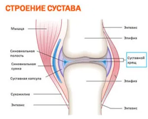 Суглоби - причини, симптоми і народні засоби лікування суглобів причини