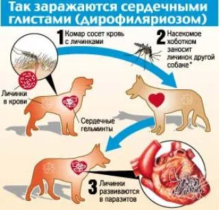 як лікувати глисти в крові