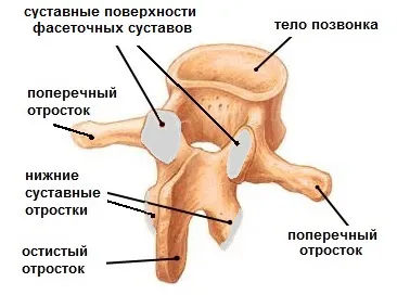 Спондилоартроз: що це таке, ступеня, симптоми, лікування ознаки спондилоартрозу