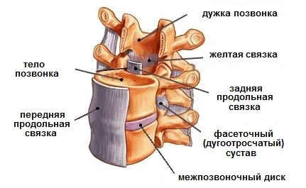 Спондилоартроз: що це таке, ступеня, симптоми, лікування спондилоартроз що це таке
