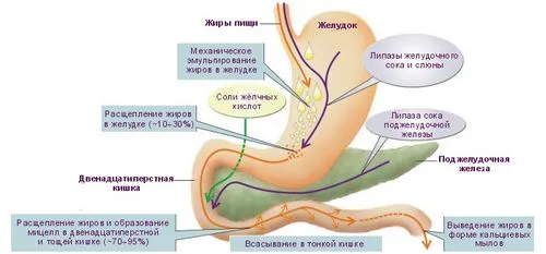 як лікувати шлунок після антибіотиків