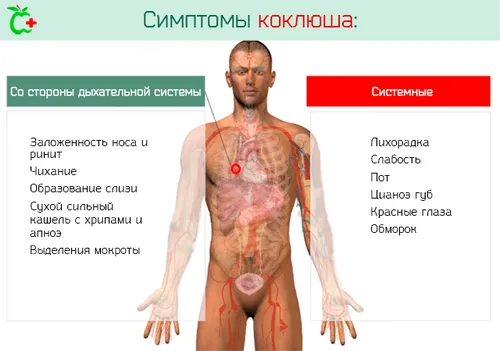 як лікувати коклюшний кашель