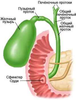 як лікувати печінку без жовчного міхура