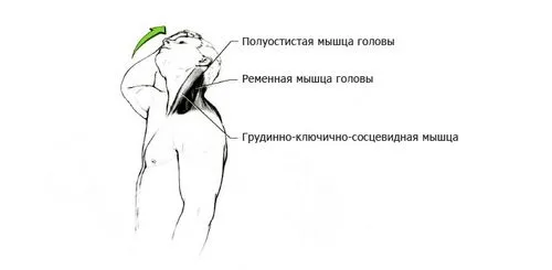 розтяжка шиї