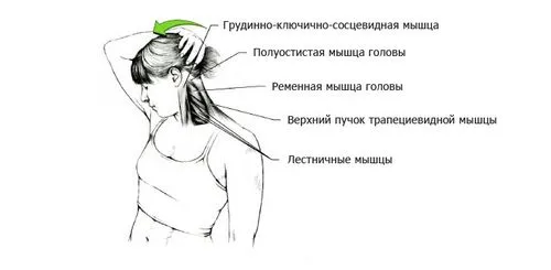 вправи для шиї