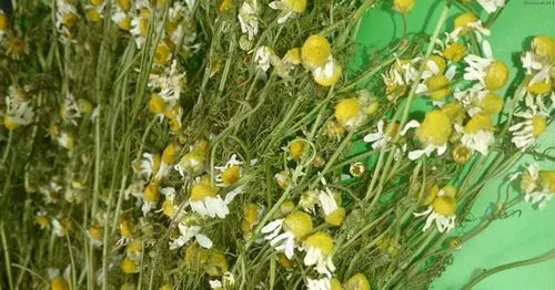 чи можна лікувати печінку травами