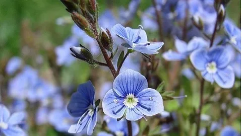 Атопічний дерматит як лікувати атопічний дерматит народними засобами