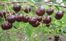 vegetația - ce este, perioadele de vegetație de tomate, castraveți, fructe de pădure și pomi fructiferi