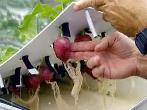 vegetația - ce este, perioadele de vegetație de tomate, castraveți, fructe de pădure și pomi fructiferi