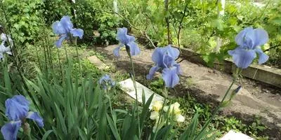 Grija pentru flori și paturi de flori