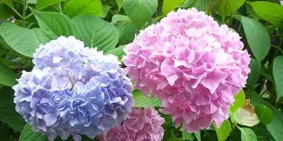 Grija pentru flori și paturi de flori