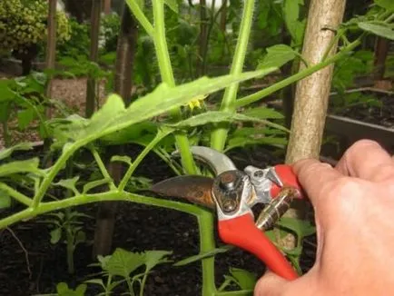Grija pentru Tomate
