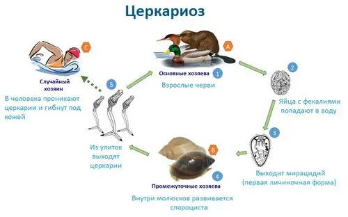 шістосомний дерматит як лікувати