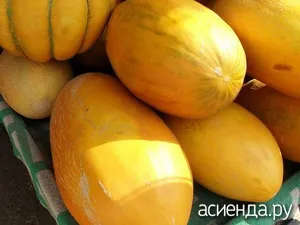 отруєння динею
