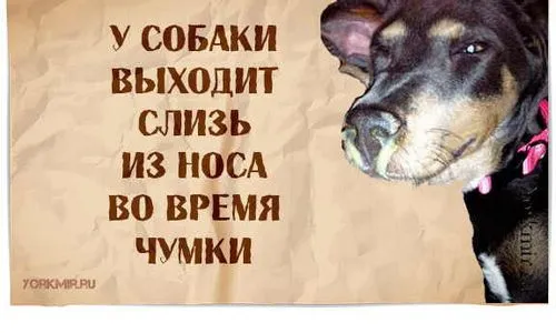як лікувати легеневу чуму