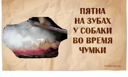 як лікувати легеневу чуму