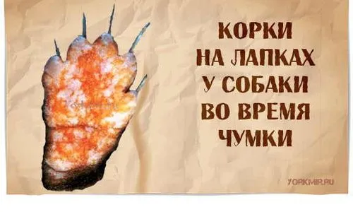 як лікувати легеневу чуму